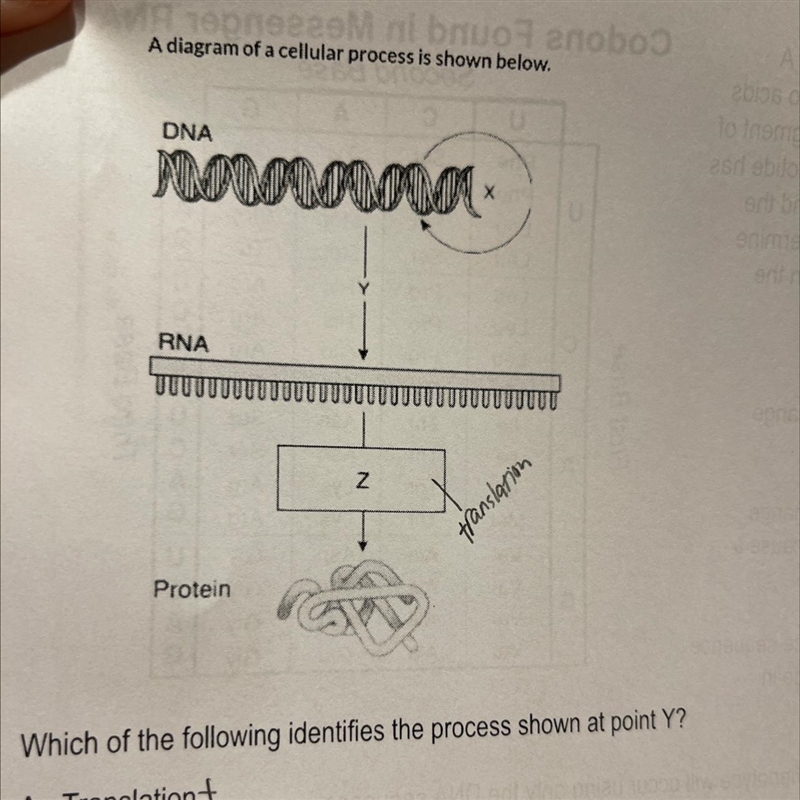 A diagram of a cellular process is shown below. DNA RNA Protein Which of the following-example-1