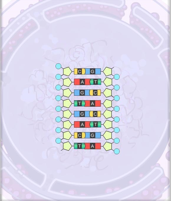 Please help What makes up the “rungs” of the DNA molecule?-example-1