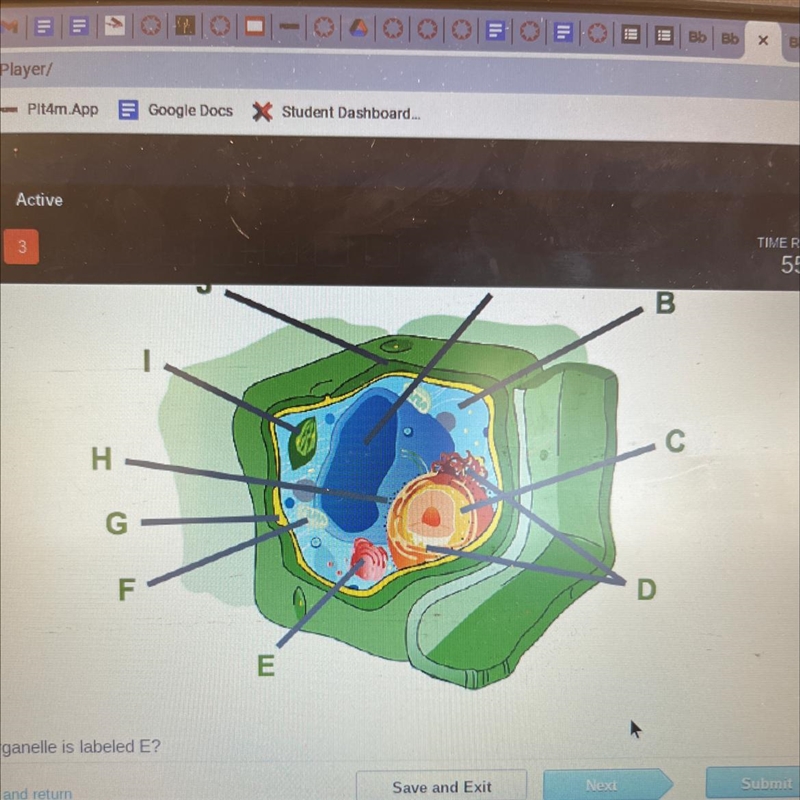 Which is organelle is labeled E-example-1