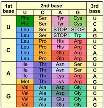 Use your knowledge of Protein Synthesis and the provided chart, to identify the correct-example-1