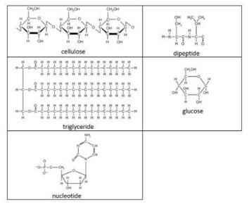 14. The diagrams below are structural formulas that represent organic molecules.Which-example-1