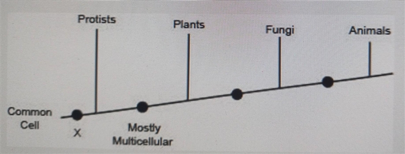 50 POINTS!!!! The following diagram shows the branching tree for four kingdoms and-example-1