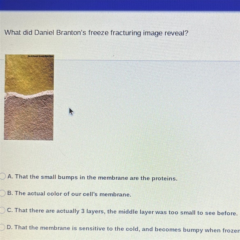 What did Daniel Branton's freeze fracturing image reveal?A. That the small bumps in-example-1