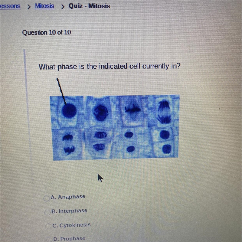 What phase is the indicated cell currently in? A. Anaphase B. Interphase C. Cytokinesis-example-1