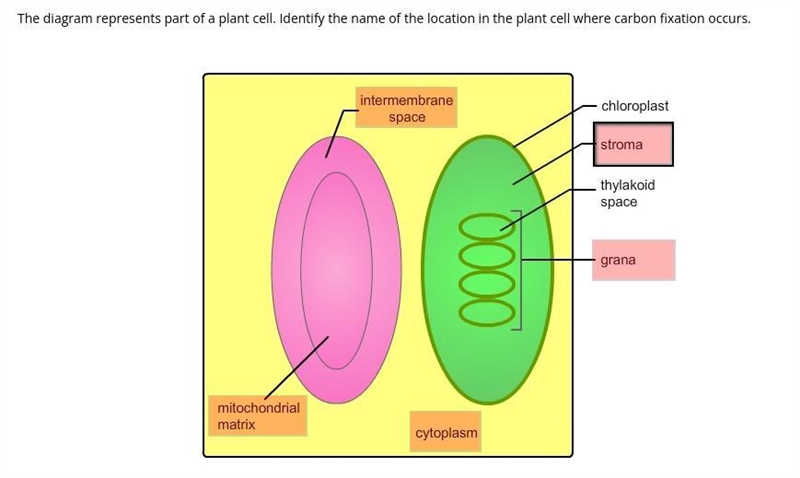 The diagram represents part of a plant cell. Identify the name of the location in-example-1