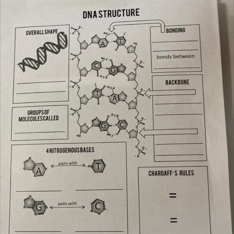 DNA STRUCTURE Pls help me fill in the blank-example-1