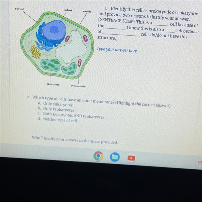 This is a _____ cell because of the _____. I know this is also a ____ cell because-example-1