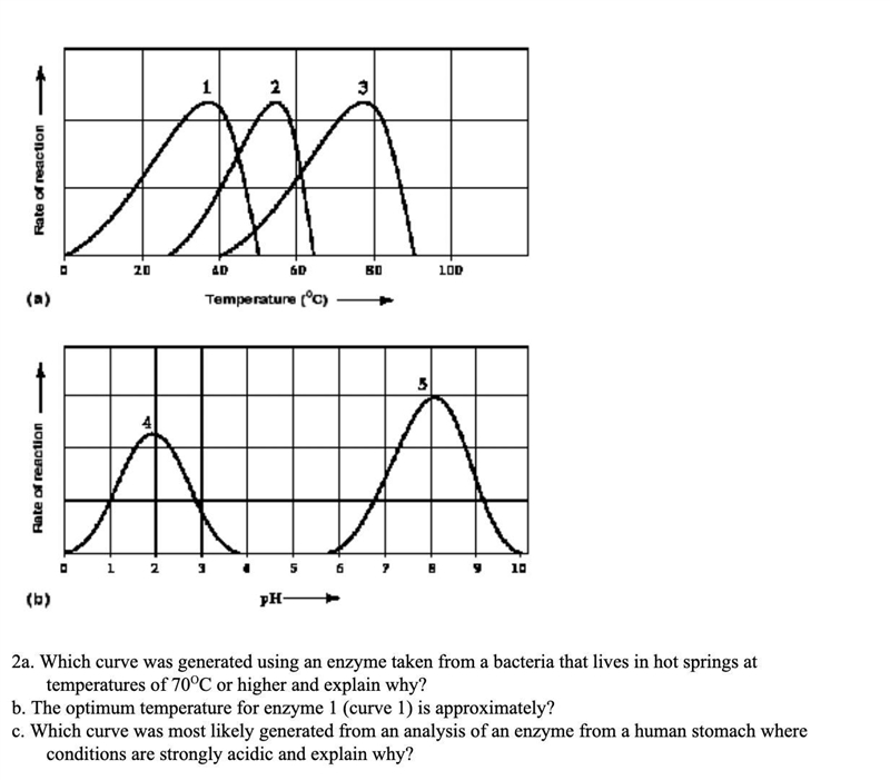 2a. Which curve was generated using an enzyme taken from a bacteria that lives in-example-1