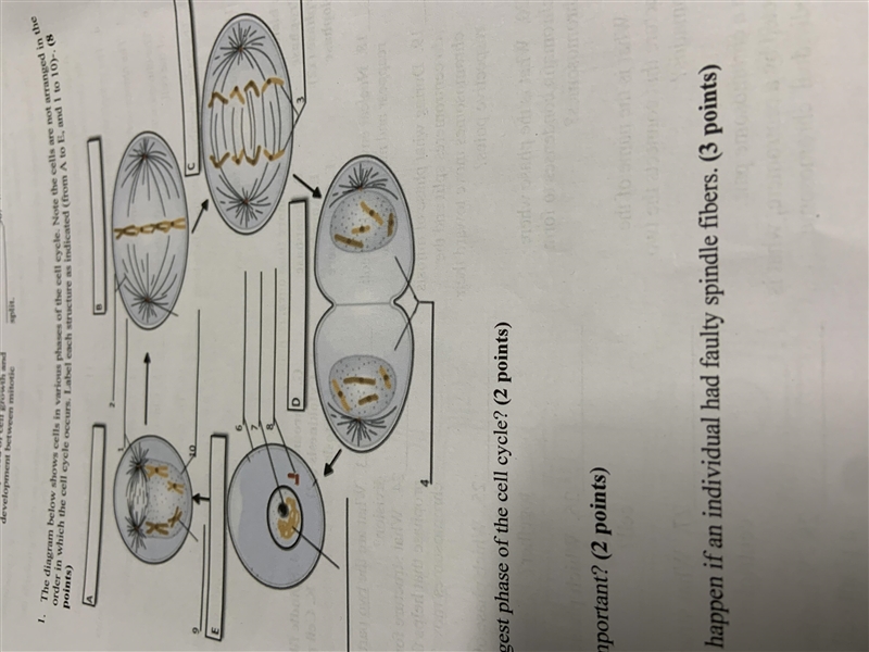 The diagram below shows cells in various phases of the cell cycle . Note the cells-example-1