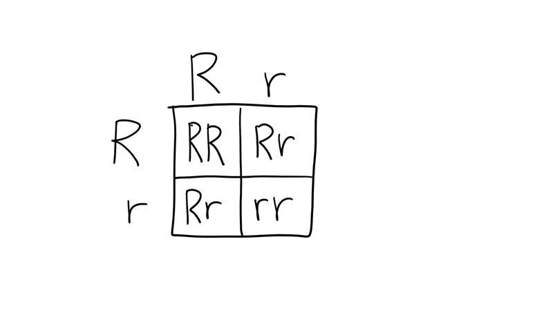 In salamanders, allele R (red spots) is dominant and allele r (no spots) is recessive-example-1