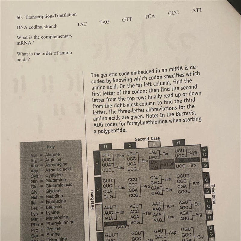 DNA coding strand TAC TAG GTT TCA CCC ATT-example-1