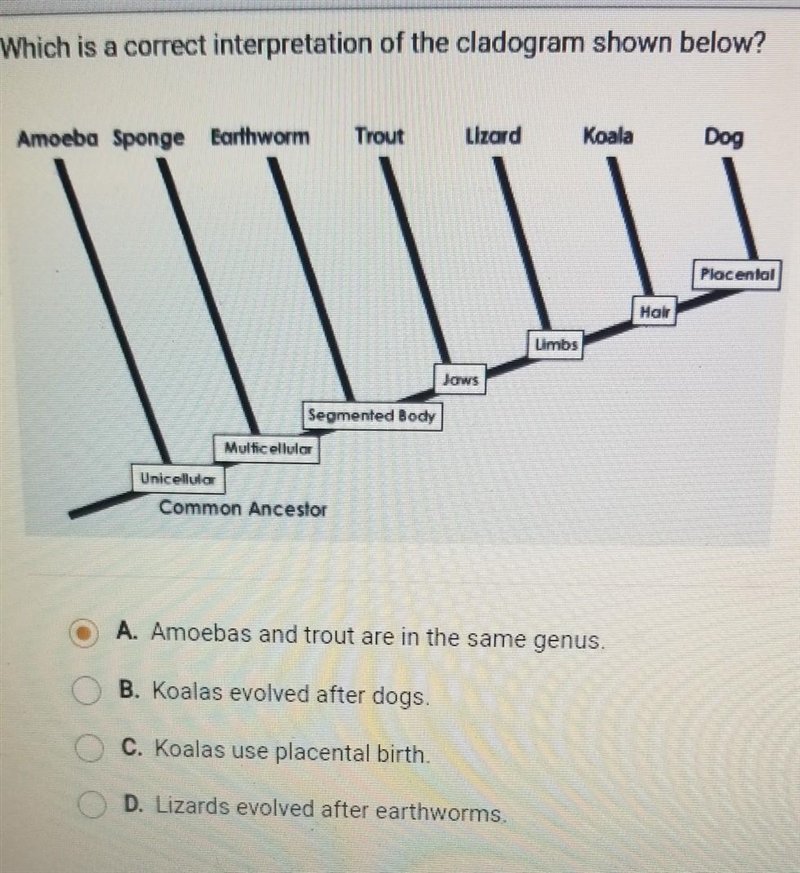 Which is a correct interpretation of the cladogram shown below? Amoeba Sponge Earthworm-example-1