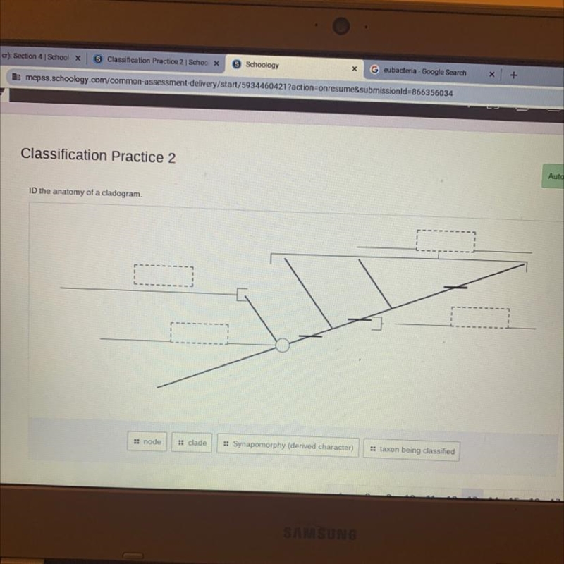 ID the anatomy of a cladogram. Can anyone help me please-example-1