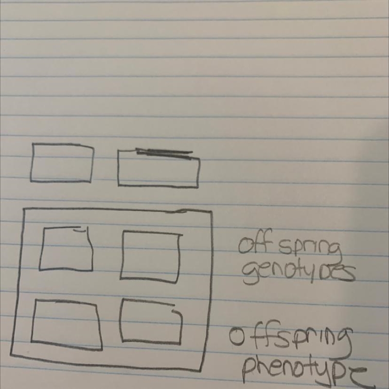 Complete the Punnett squares for Mendels cross (P-parental) of a tall plant (TT) with-example-1