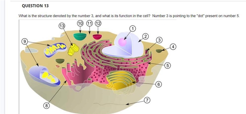 What is the structure denoted by the number 3, and what is its function in the cell-example-1