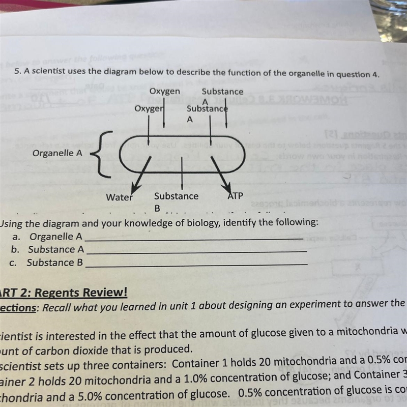 5. A scientist uses the diagram below to describe the function of the organelle in-example-1