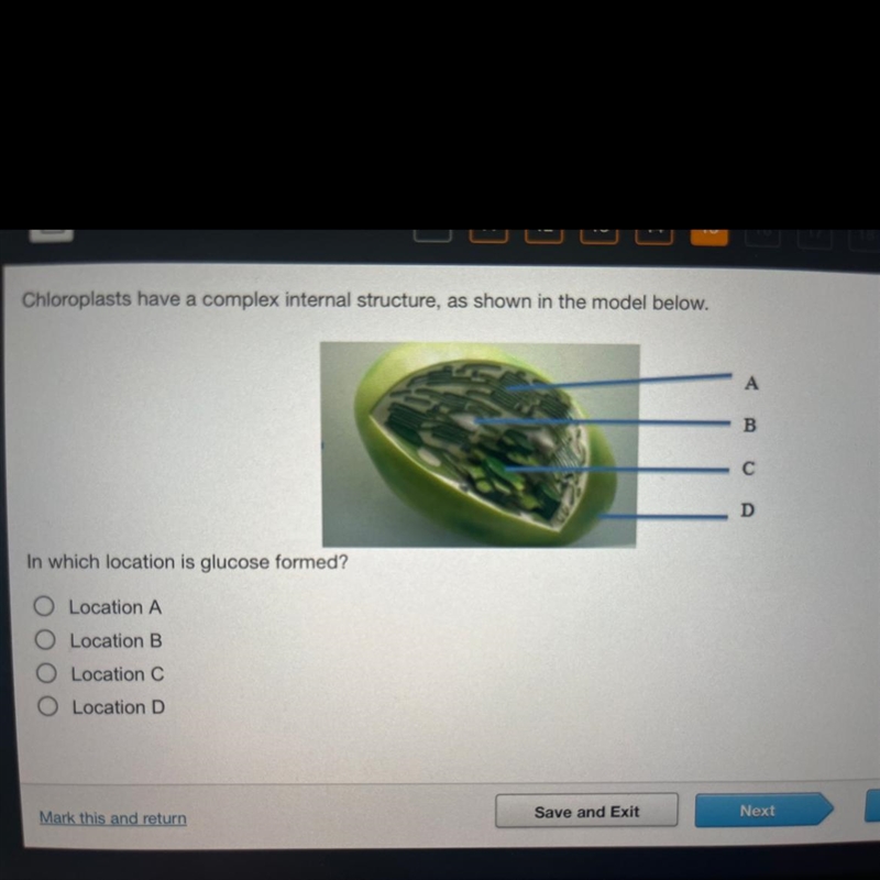 In which location is glucose formed? O Location A O Location B O Location C O Location-example-1