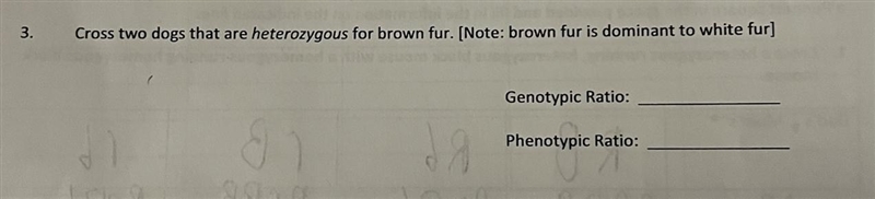 Cross two dogs that are heterozygous for brown fur. (Note: brown fur is dominant to-example-1