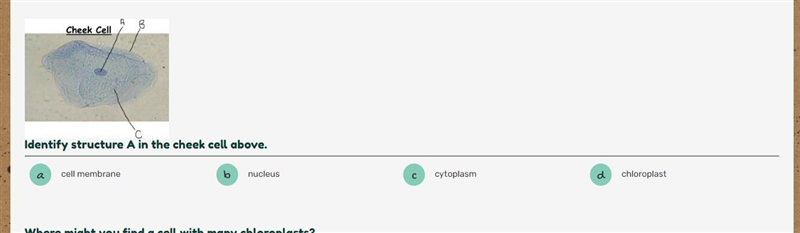 Biology Identify structure A in the cheek cell above.-example-1