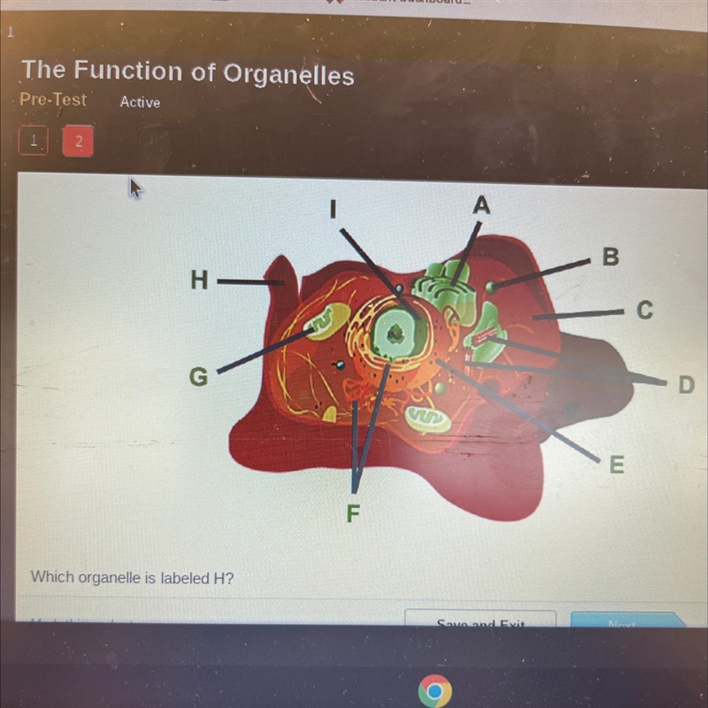 Which organelle is labeled H???-example-1