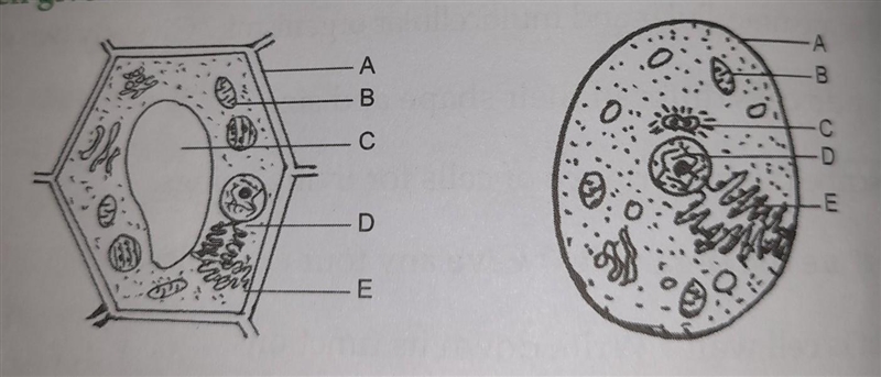 name the part A , B , C , D and E in the shown figure. Also, identify the type of-example-1