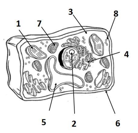 Picture attached below.Nucleus is not an acceptable answer - be specific. Spelling-example-1