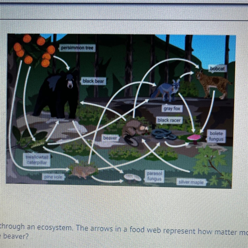 30) A food web models how the matter eaten by organisms moves through an ecosystem-example-1