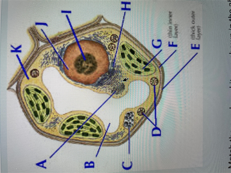 What type of cell is this?-example-1