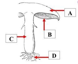 Which letter from the fungus diagram represents the hyphae?A. Point AB. Point BC. Point-example-1