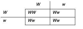 What are the phenotypes of the offspring from this cross?-example-1