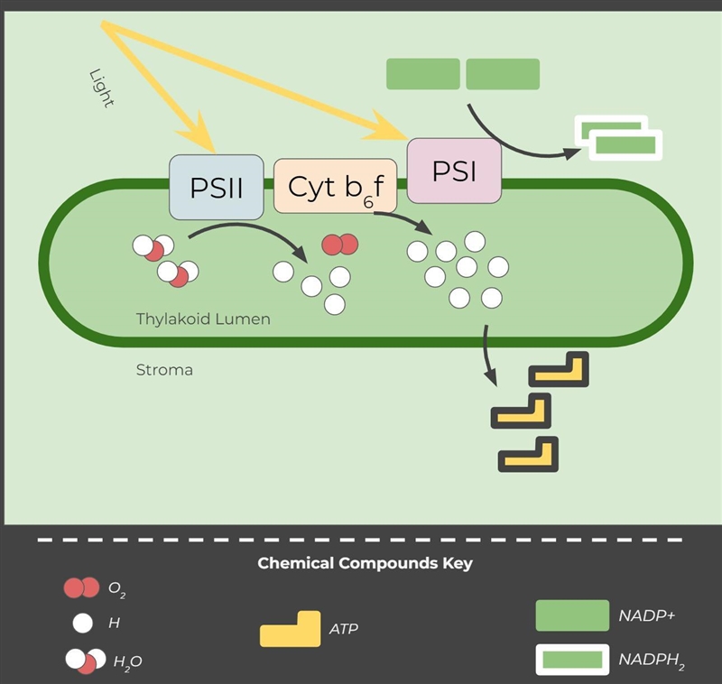 If the light-dependent reactions produced 2 molecules of O2, how many NADPH2 are produced-example-1