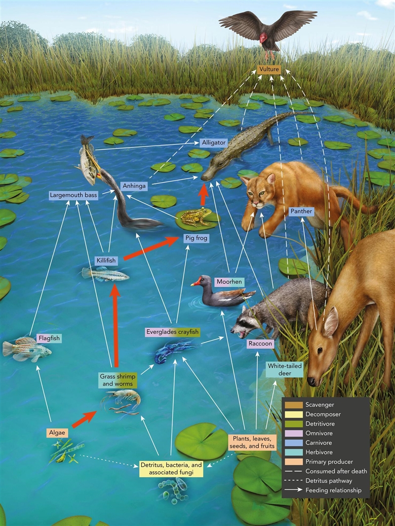 Choose one of the food chains shown within the food web in Figure 3-4. Write a paragraph-example-1