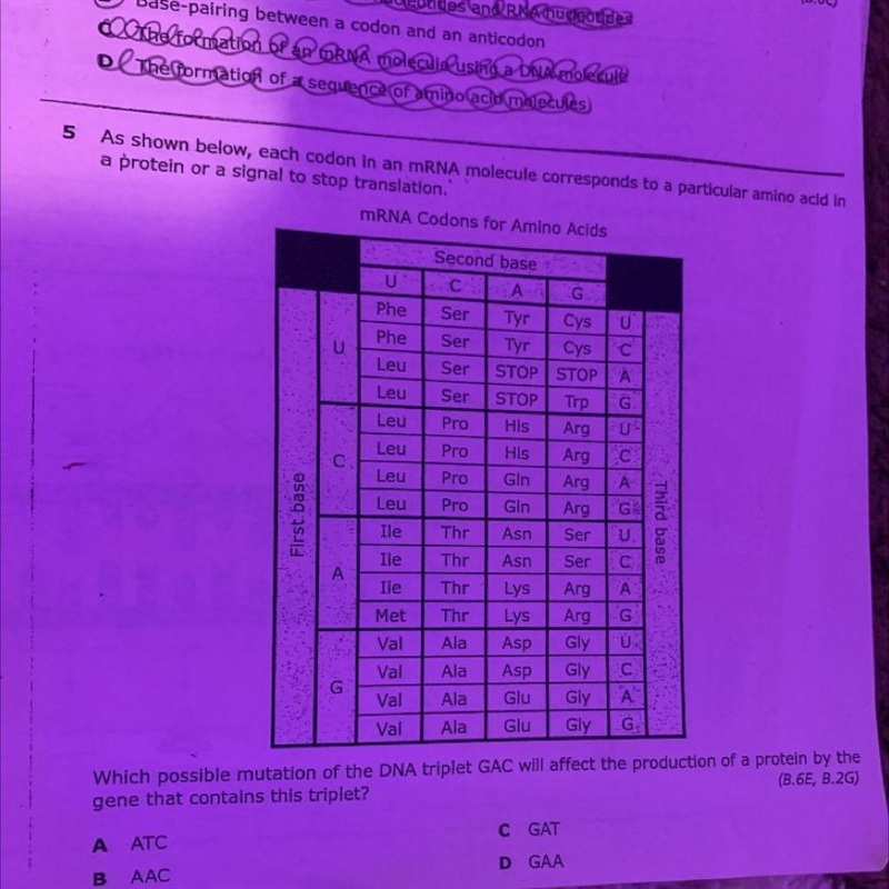 which possible mutation of the DNA triplet GAC will affect the production of a protein-example-1