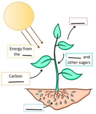 In photosynthesis what is needed & produced (made or given off)? Refer to the-example-1