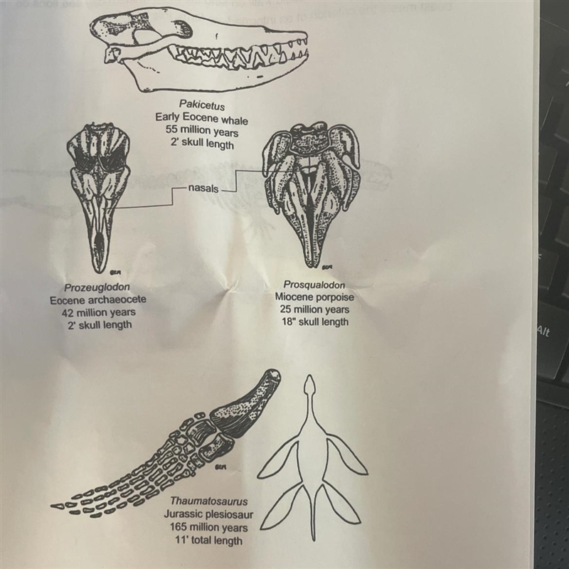 How is the plesiosaur flipper convergent with other flipper forms?-example-1