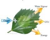 The diagram below illustrates which of the following plant processes.PhotosynthesisPhototropismRespirationPollination-example-1