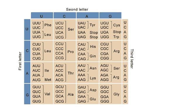 Using the DNA sequence below, what would the resulting amino acid sequence be? Be-example-1