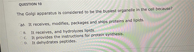 The Golgi apparatus is considered to be the busiest organelle in the cell because-example-1