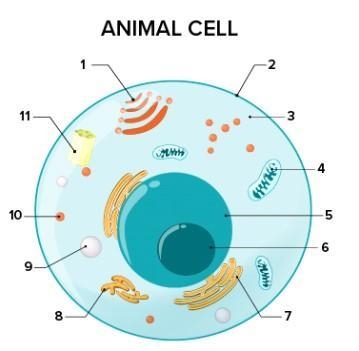 What part of the cell does 1 represent?A) Golgi apparatusB) Cell membraneC) MitochondriaD-example-1