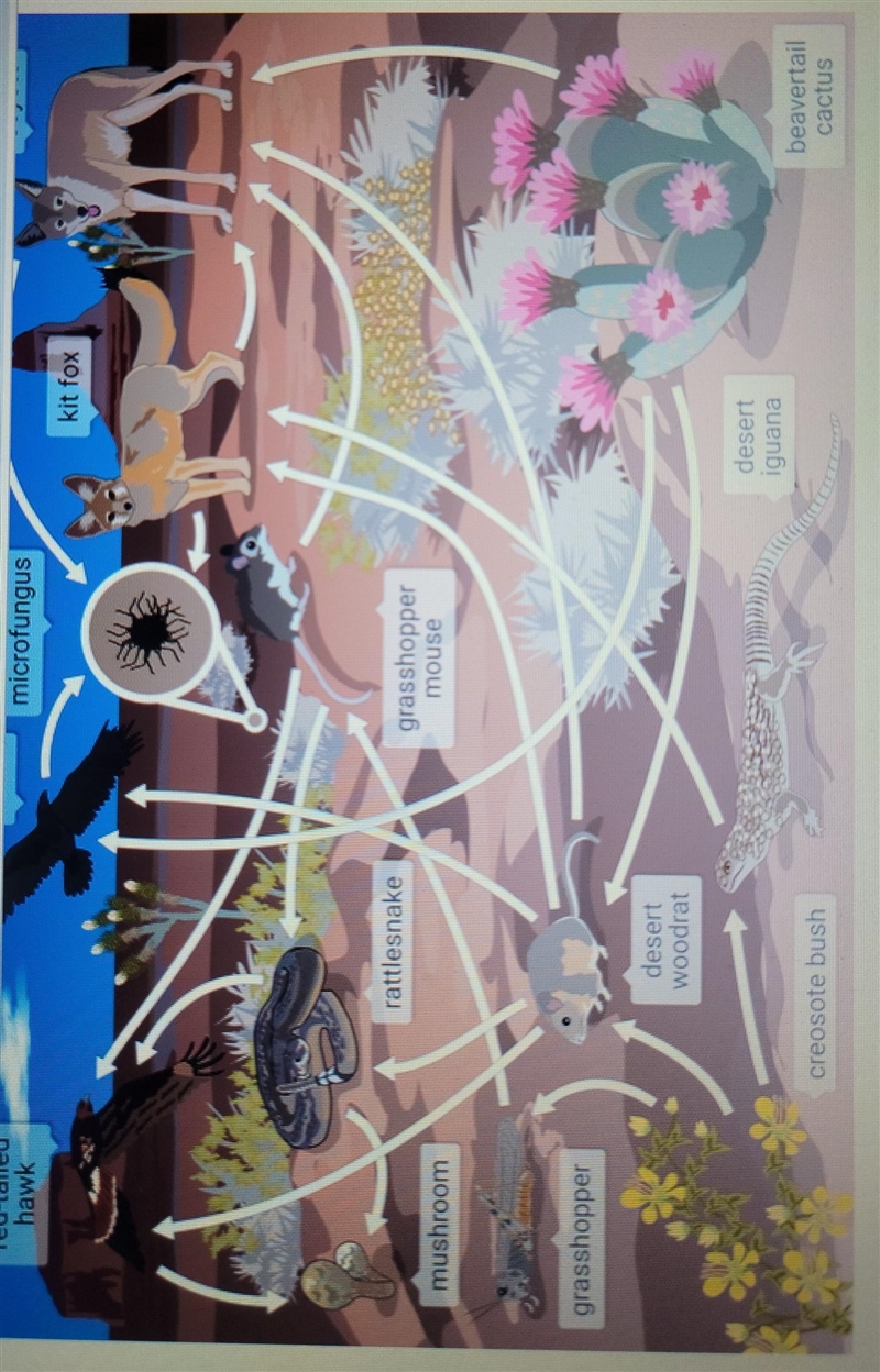 Which organism are primary consumer in this food web?​-example-1