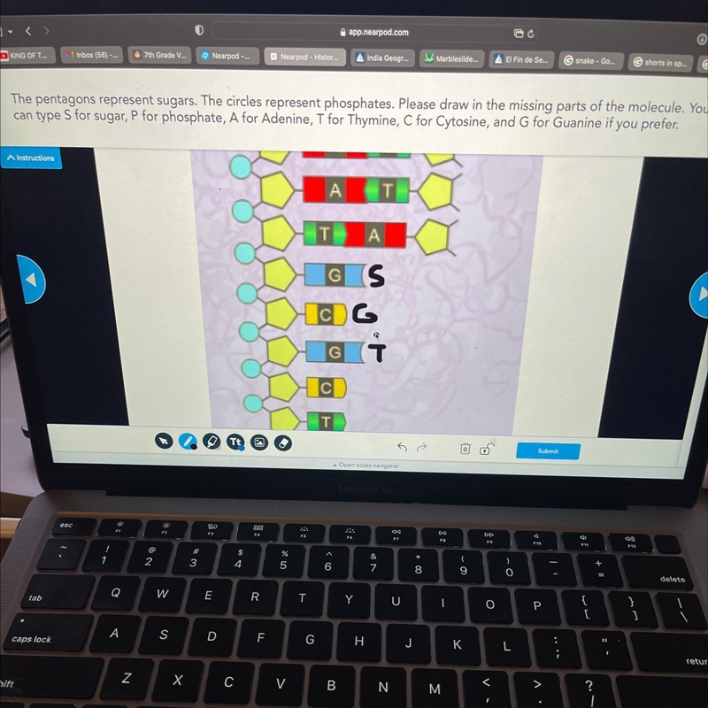 Draw the missing parts of the structure of the DNA molecule-example-1