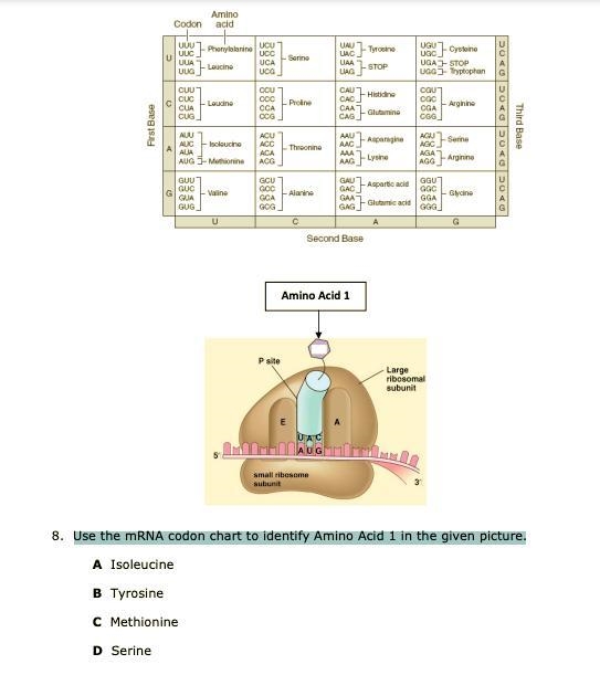 Use the mRNA codon chart to identify Amino Acid 1 in the given picture.-example-1