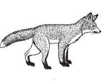 Using the dichotomous key above, what is the scientific name of this animal?Question-example-1