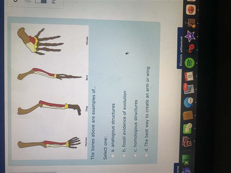 The bones above are examples of…Select one:a.analogous structuresb.fossil evidence-example-1