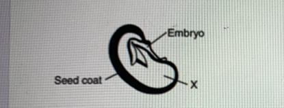 The diagram below shows a cross section of a bean seed. The function of part X in-example-1