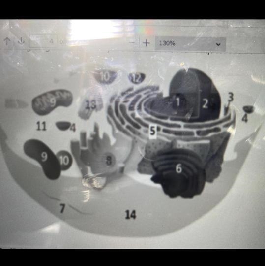 The image shows a model of a eukaryotic cell with numbered structures. Which statement-example-1