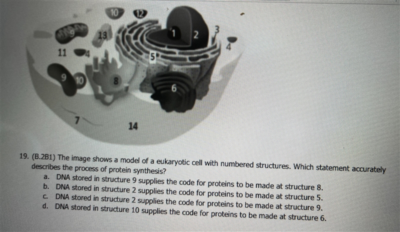 The image shows a model of a eukaryotic cell with numbered structures. Which statement-example-2