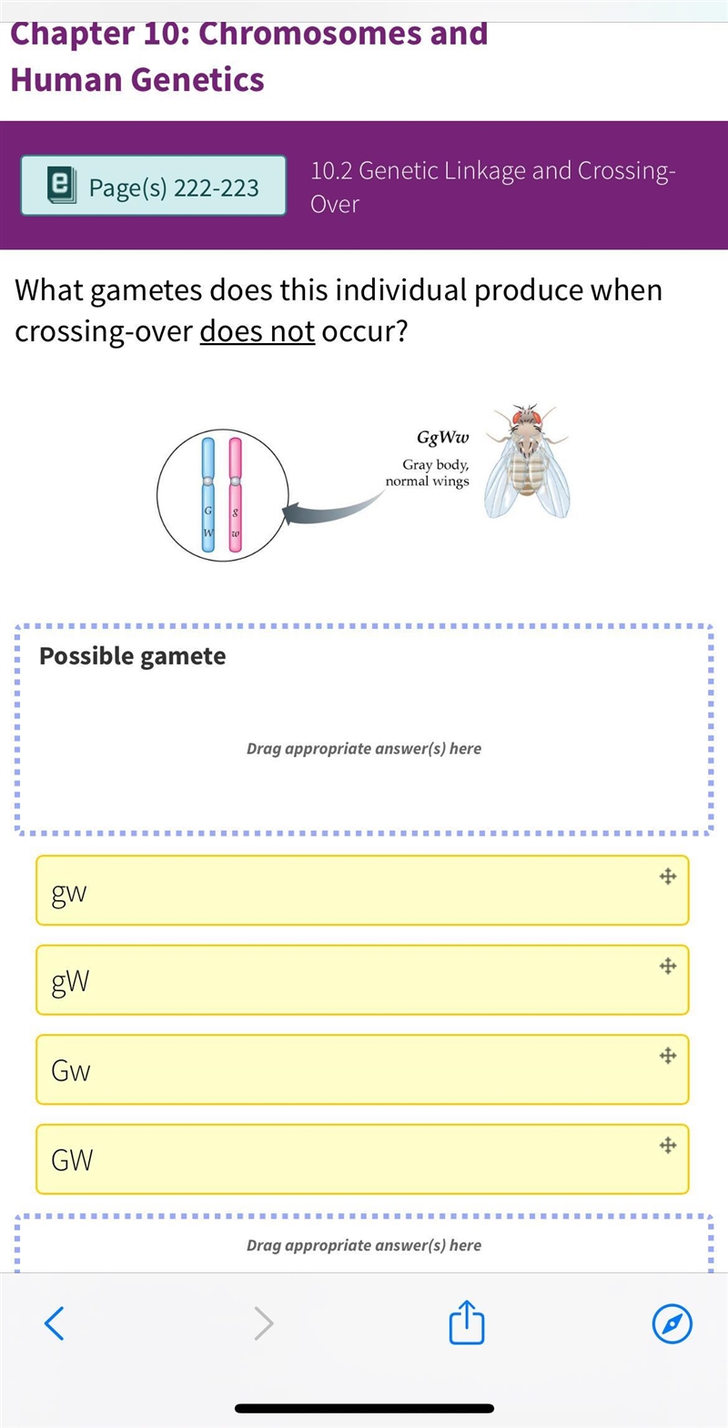 What gametes does this individual produce when crossing-over does not occur?-example-1