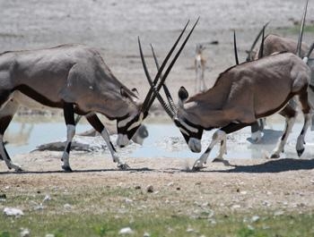 Consider the two male oryx that are shown below. Which of Charles Darwin’s main points-example-1