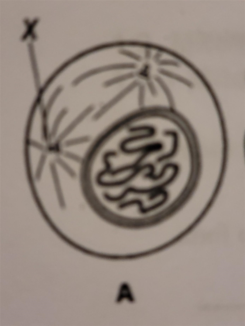 In cell A, what structure is labeled X​-example-1